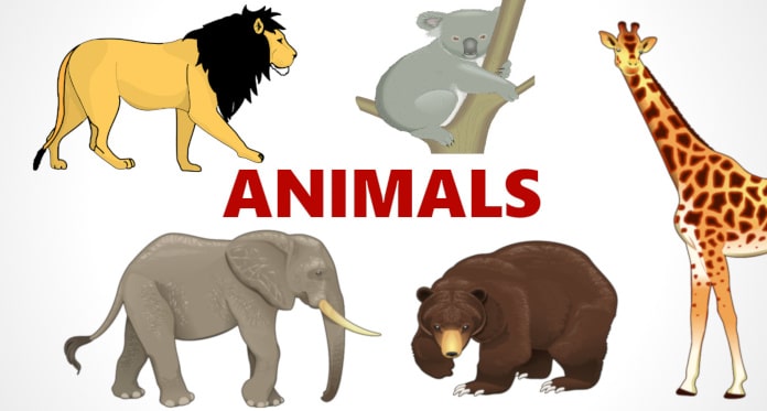 List of Wild Animals Names in English For Kids