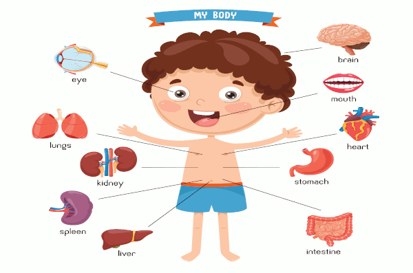 Body Parts in English 👨 With Games and Listed Images | Learn English